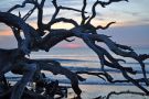 Sunrise at Driftwood Beach on Jekyll Island, Georgia