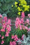 Flowers in Jekyll Island's Historic District