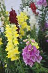 Flowers in Jekyll Island's Historic District