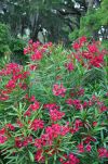 Flowers in Jekyll Island's Historic District