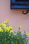 Flowers in Jekyll Island's Historic District