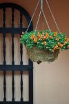 Flowers in Jekyll Island's Historic District