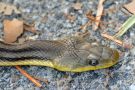 Snake on Jekyll Island, Georgia