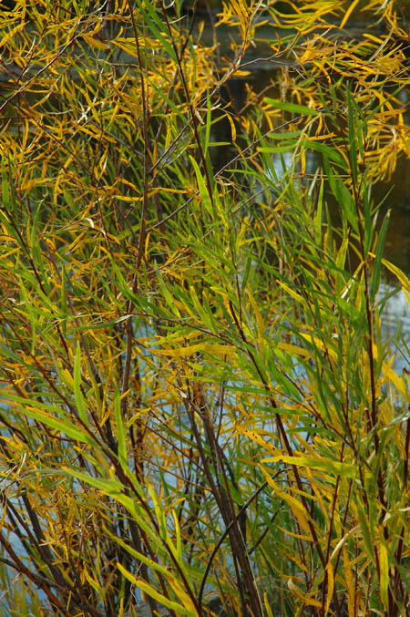 Autumn Arrives on the Gallatin River Near Bozeman, Montana