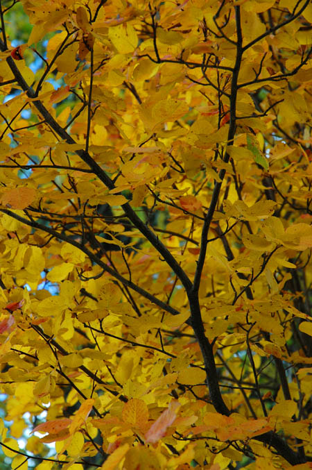 Autumn in Montana's Gallatin Valley