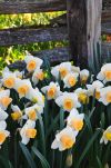 Flowers, Skagit Valley, Washington State