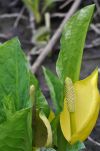 Skunk Cabbage in Nisqually National Wildlife Refuge