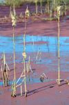 Cattails in Pink Swamp in Nisqually National Wildlife Refuge, Washington