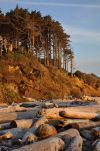Driftwood on the Beaches of Olympic National Park