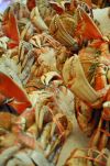Crabs, Pike Place Market, Seattle, Washington
