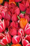 Tulips in Pikes Place Market, Seattle, Washington