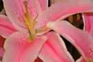 Pink Flower, Pike Place Market, Seattle, Washington