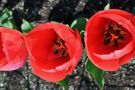Red Tulips, Steilacoom, Washington State