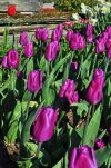 Tulips in Washington's Skagit Valley