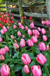 Pink Tulips in Washington's Skagit Valley