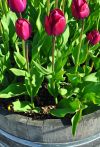 Tulips Grow in a Barrel