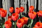 Tulips in the Skagit Valley of Washington State
