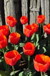Tulips in Front of an Old Fence in Washington State
