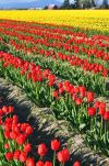 Fields of Tulips in Washington's Skagit Valley