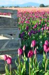 Tulips Awaiting Harvest in Skagit Valley, Washington