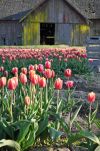 An Old Barn and Crates at the Edge of a Tulip Field