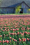 Tulips Grow in the Shadow of an Old Barn