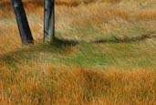 Autumn Grasses Yellowstone