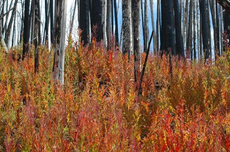 Lake Butte Fire Burn