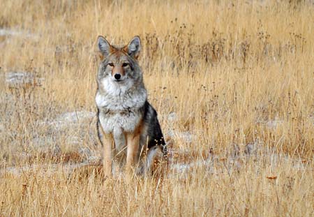 Coyote in Yellowstone