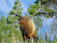 Large Bull Elk