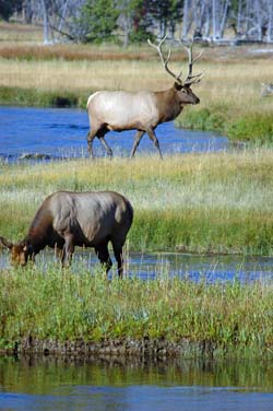 Bull Elk and Cow in Biscuit Basin