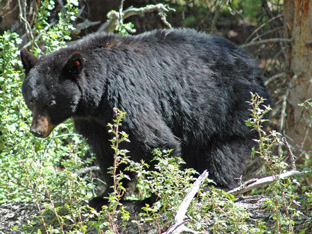 Rosie the Black Bear