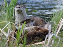 Otter Family