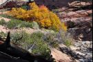 Autumn Landscape in Zion National Park