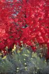 Autumn in Zion National Park: Maple Tree