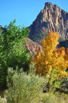 Autumn in Zion National Park