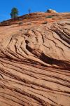 Trees and Swirled Rock Zion National Park