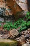 Upper Emerald Canyon Zion National Park