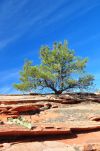 Lone Tree in Zion National Park